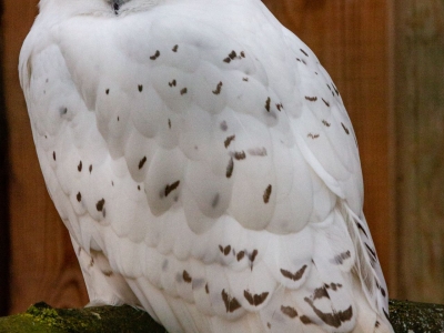 Snowy owl - De Zonnegloed - Animal park - Animal refuge centre 